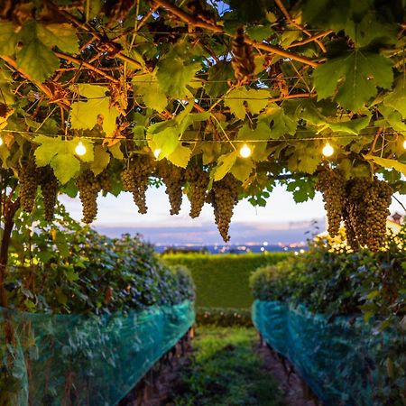 La Rosa Gialla Bio Apartments & Rooms Barolo Kültér fotó